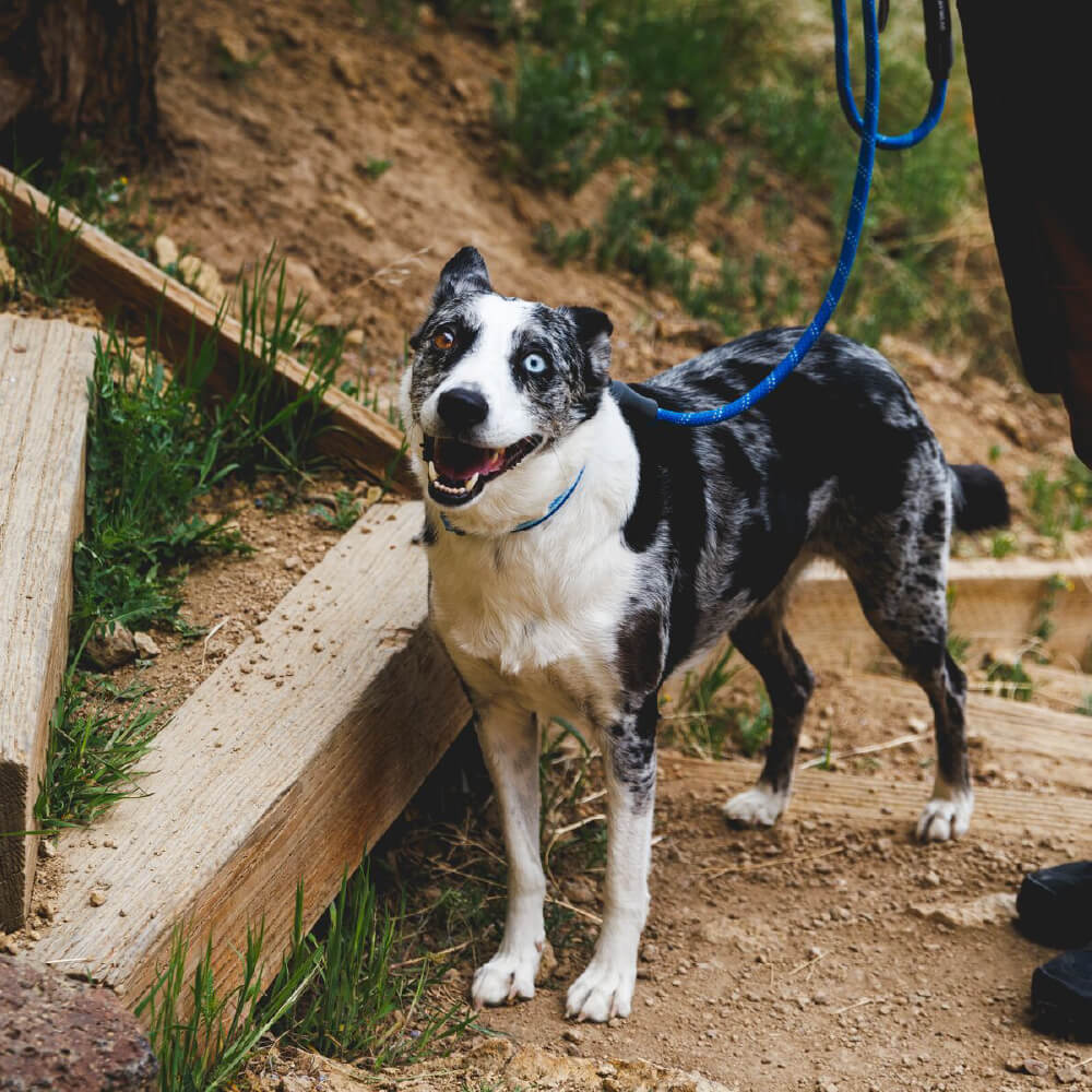 Ruffwear Knot-A-Leash™