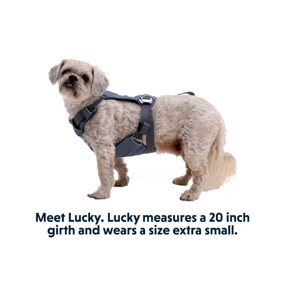 Ruffwear Load Up™ Car Safety Dog Harness