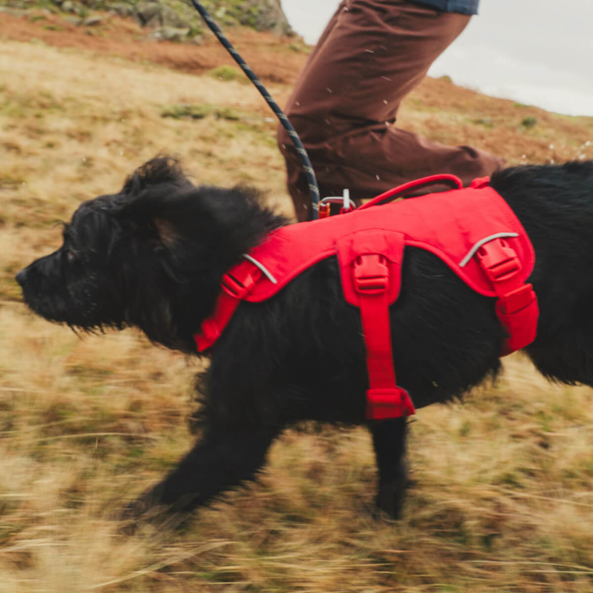 Ruffwear Web Master™ Dog Harness with Handle