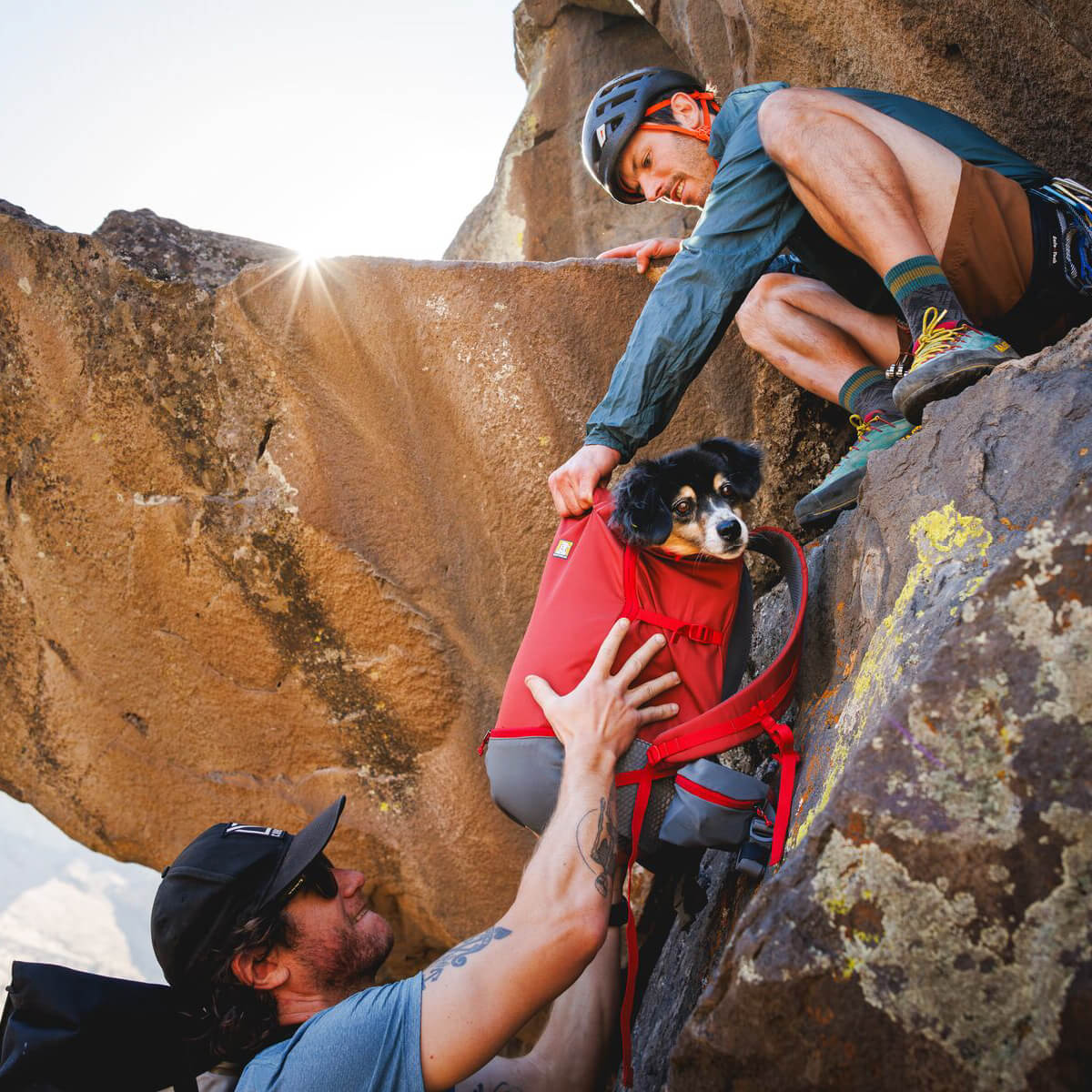 Ruffwear Hitch Hiker™ Dog Backpack Carrier