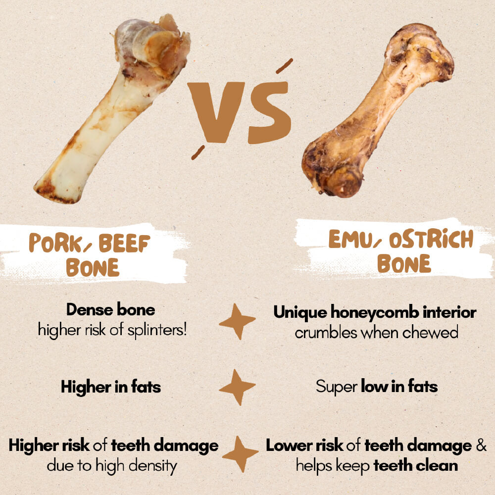 The Source-Sage Club Australian Emu Hip Bone