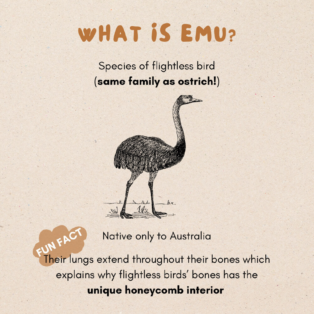 The Source Sage Club Australian Emu Pelvis Bone