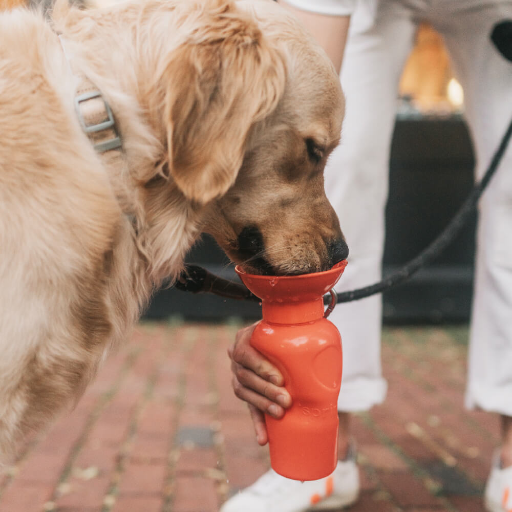 Springer Classic Dog Travel Bottle (650ml)