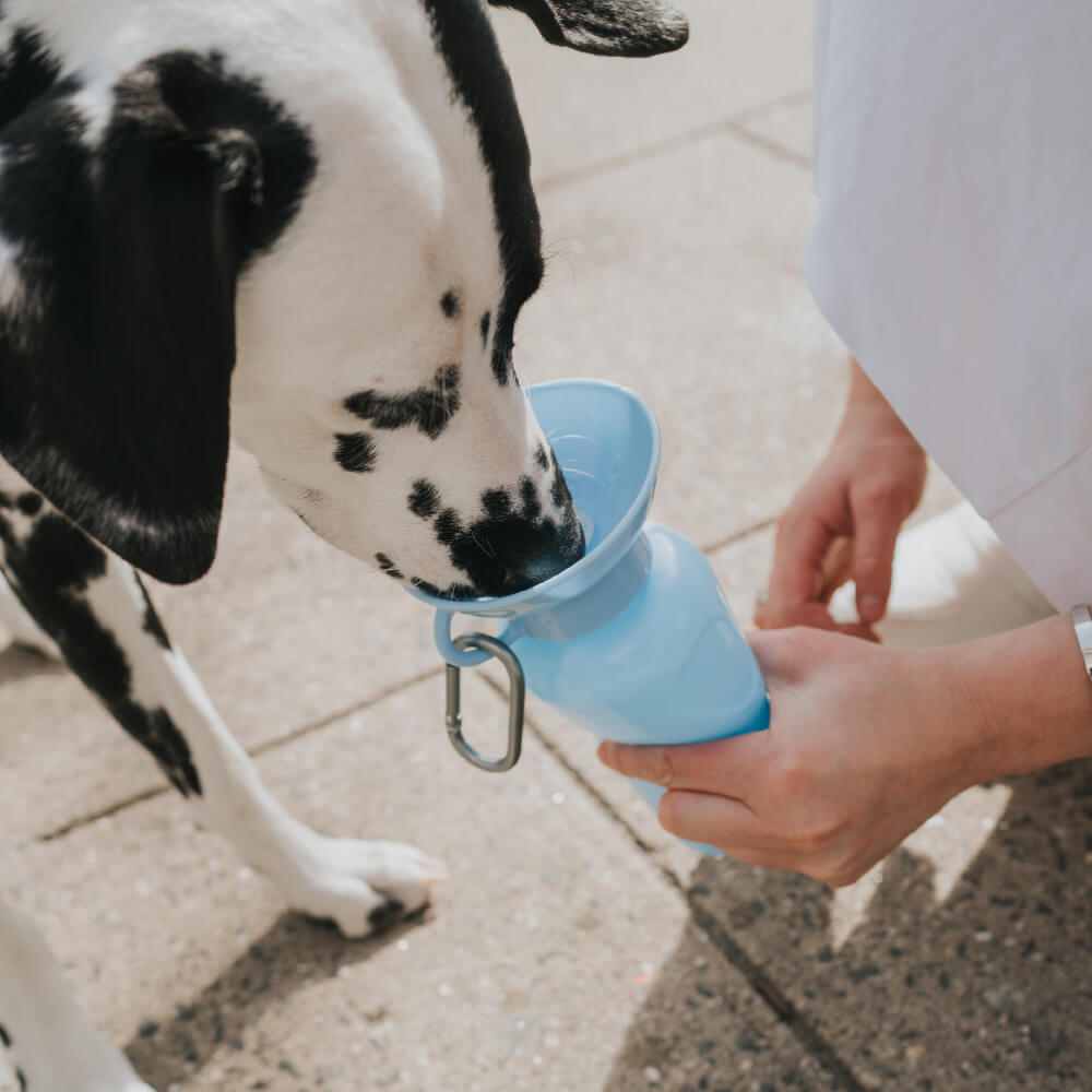 Springer Classic Dog Travel Bottle (650ml)