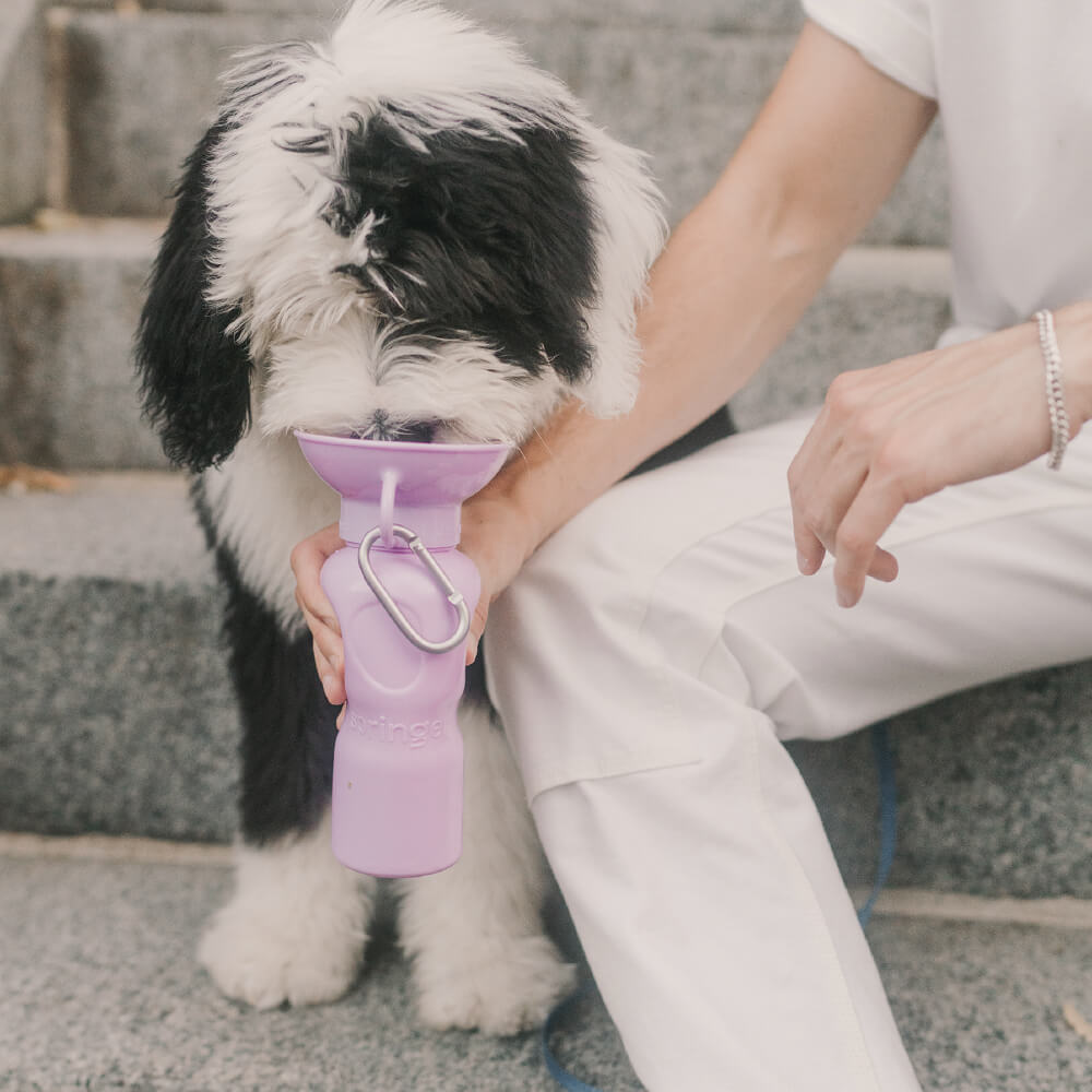 Springer Classic Dog Travel Bottle (650ml)