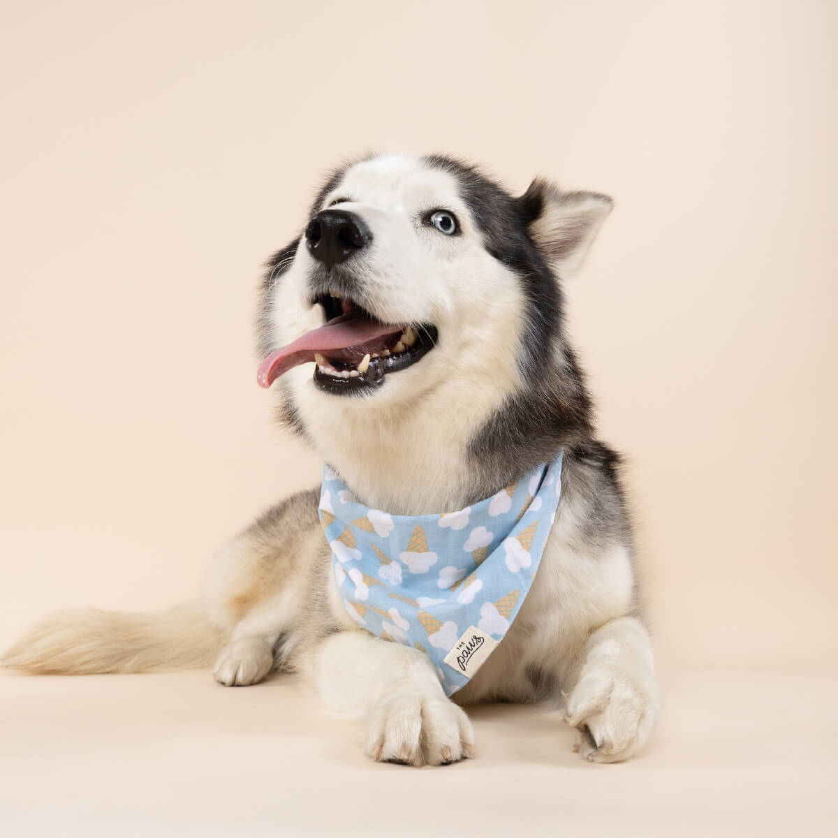 The Paws Bandana | Blue Bell