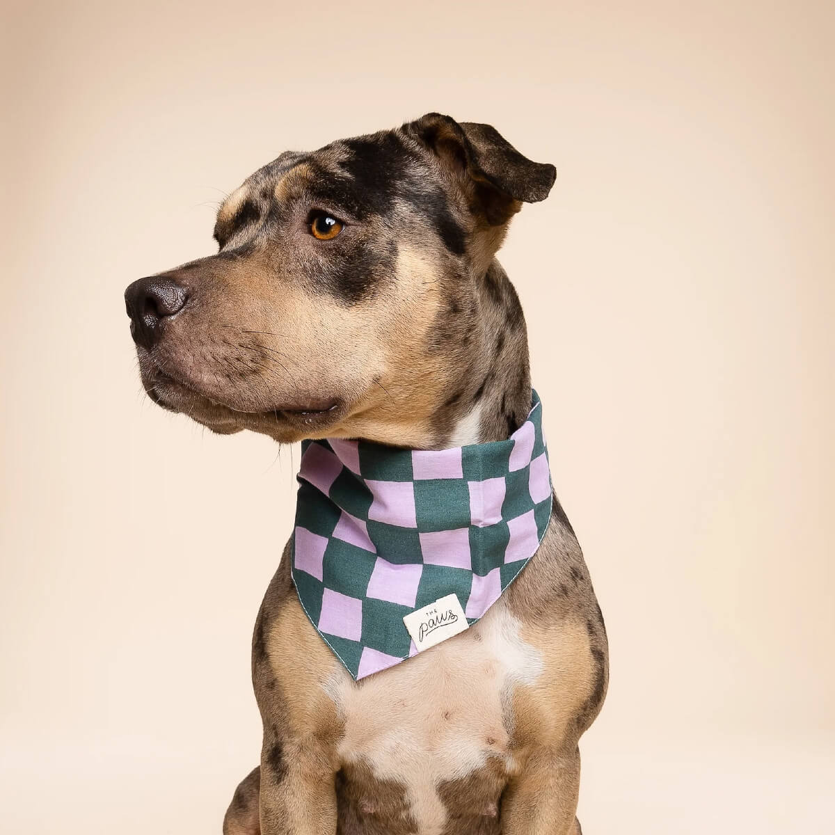 The Paws Bandana | Brooklyn