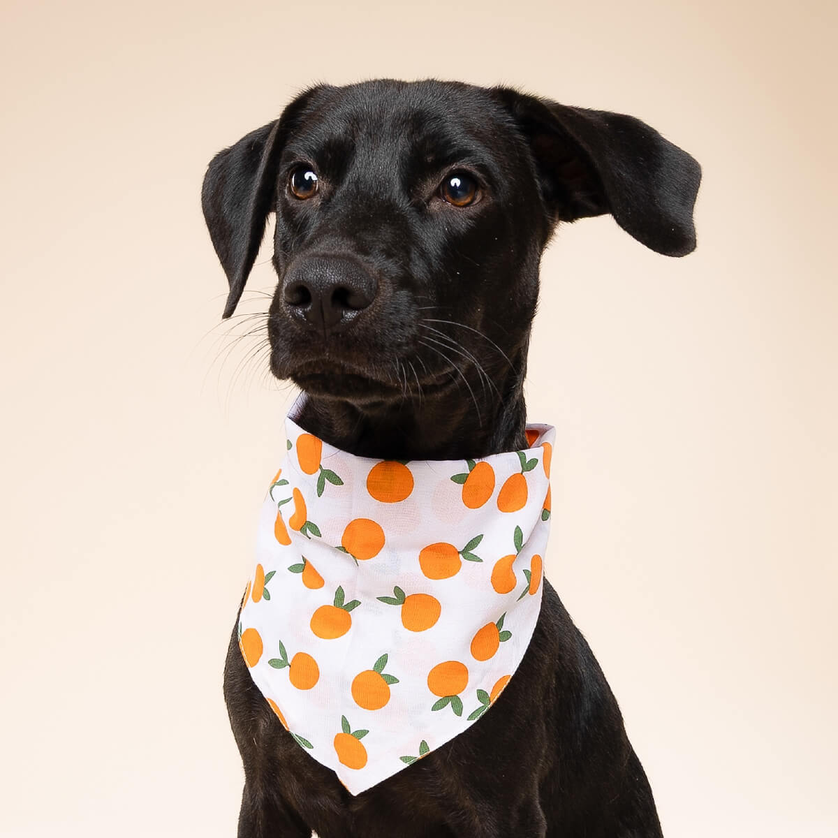 The Paws Bandana | Clementine