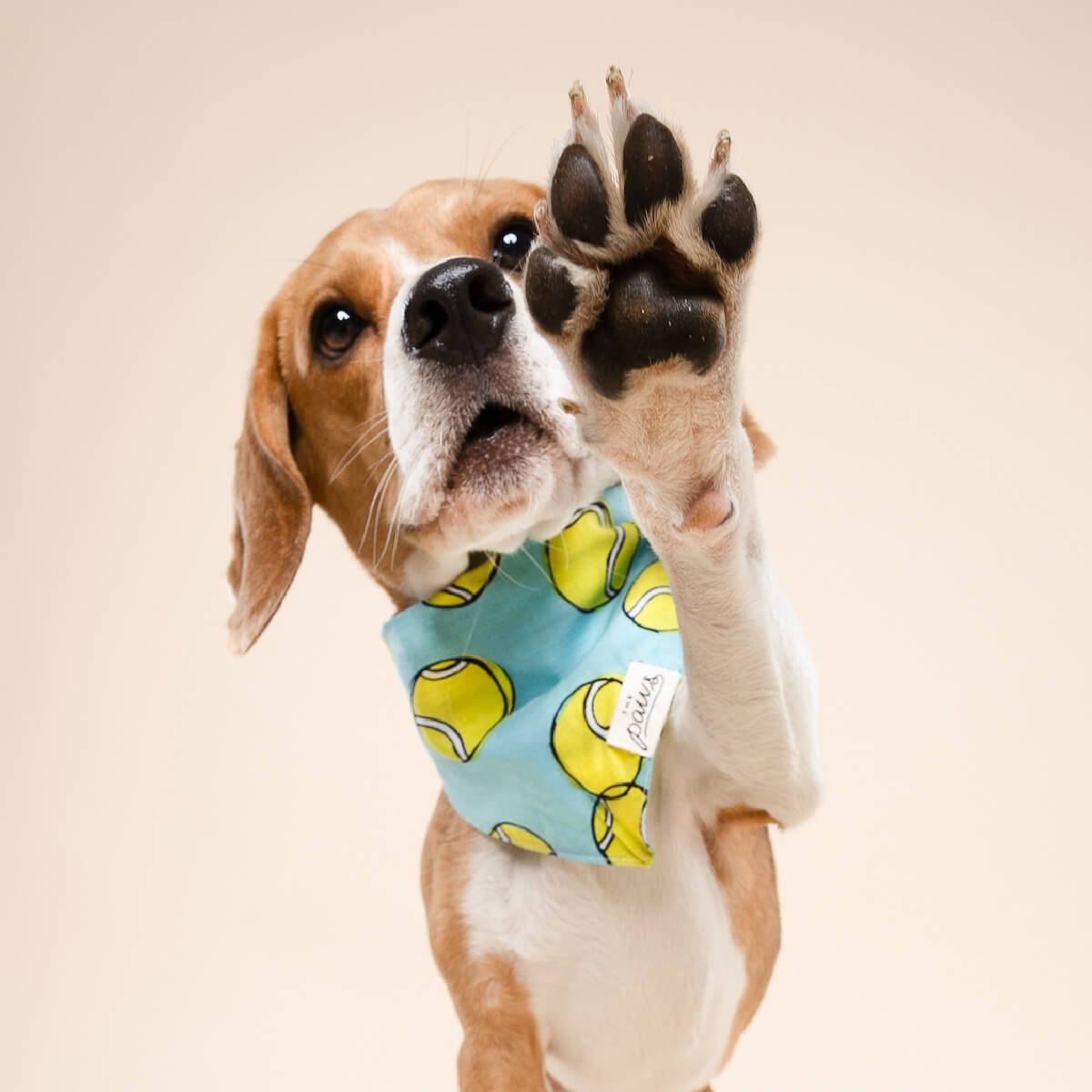 The Paws Bandana | Fetch