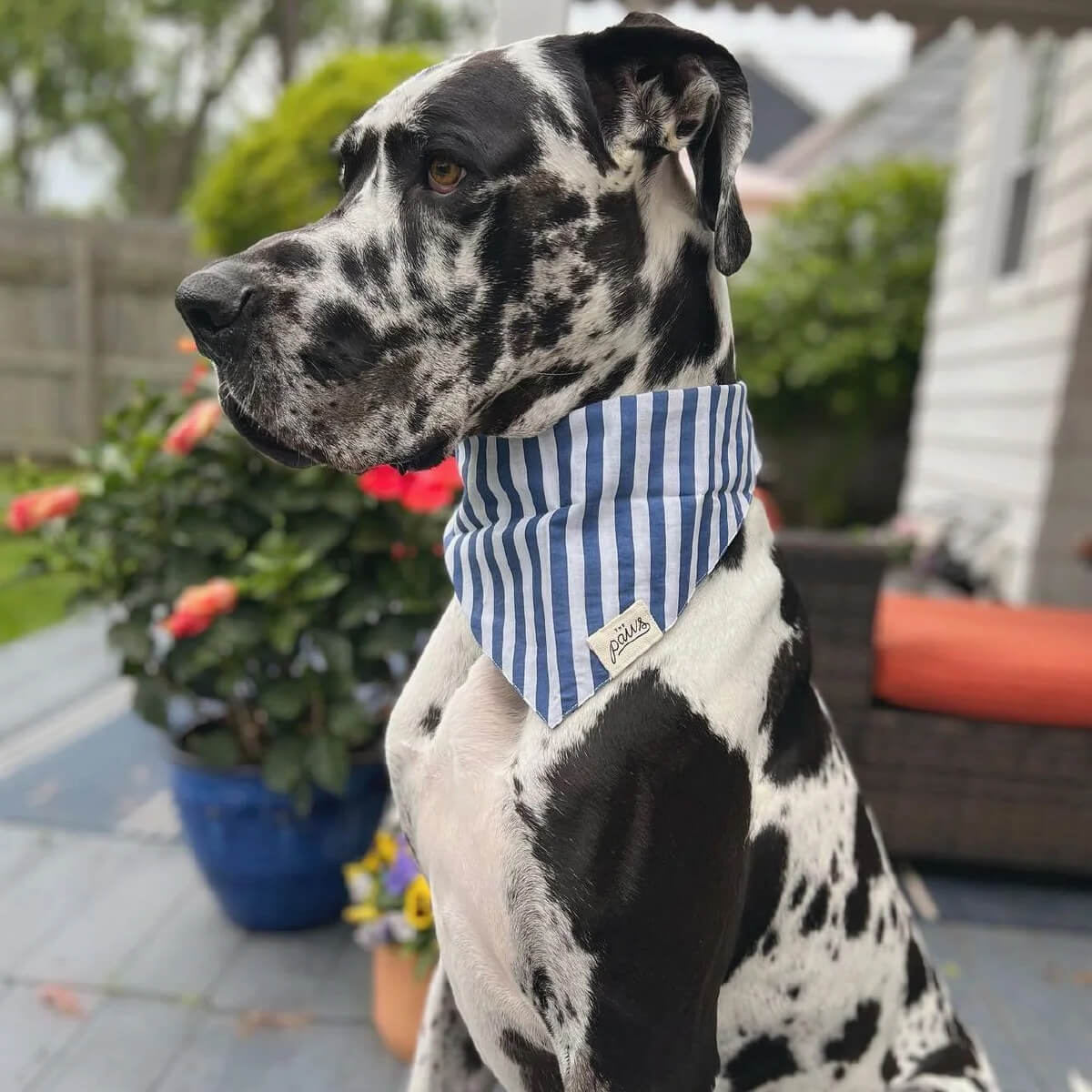 The Paws Bandana | Harbour