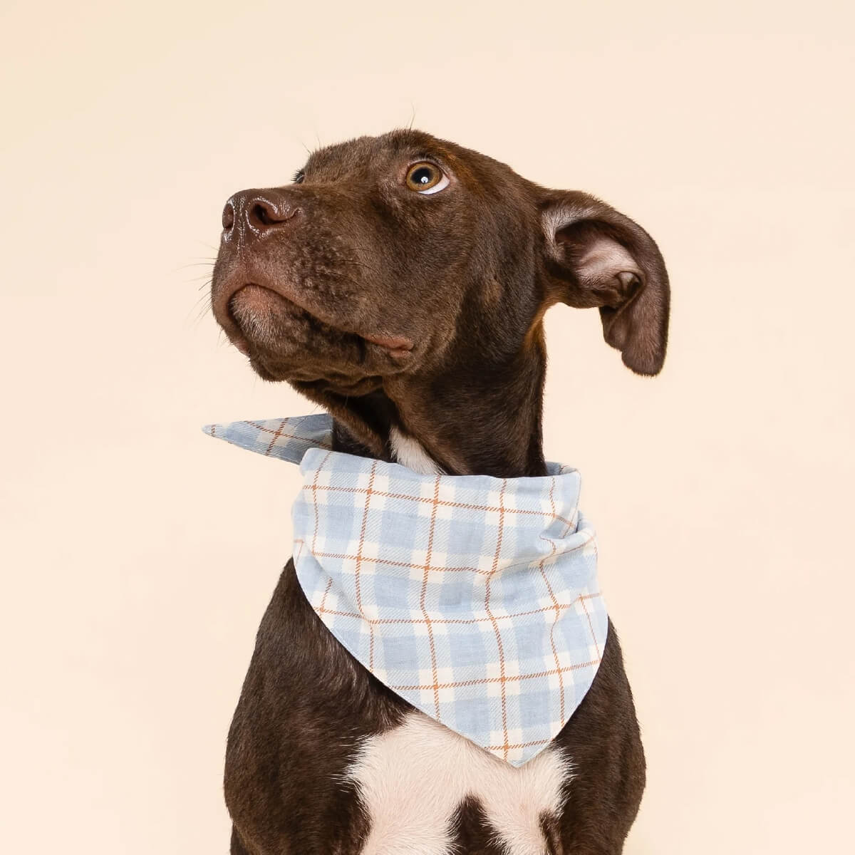 The Paws Bandana | Harlowe