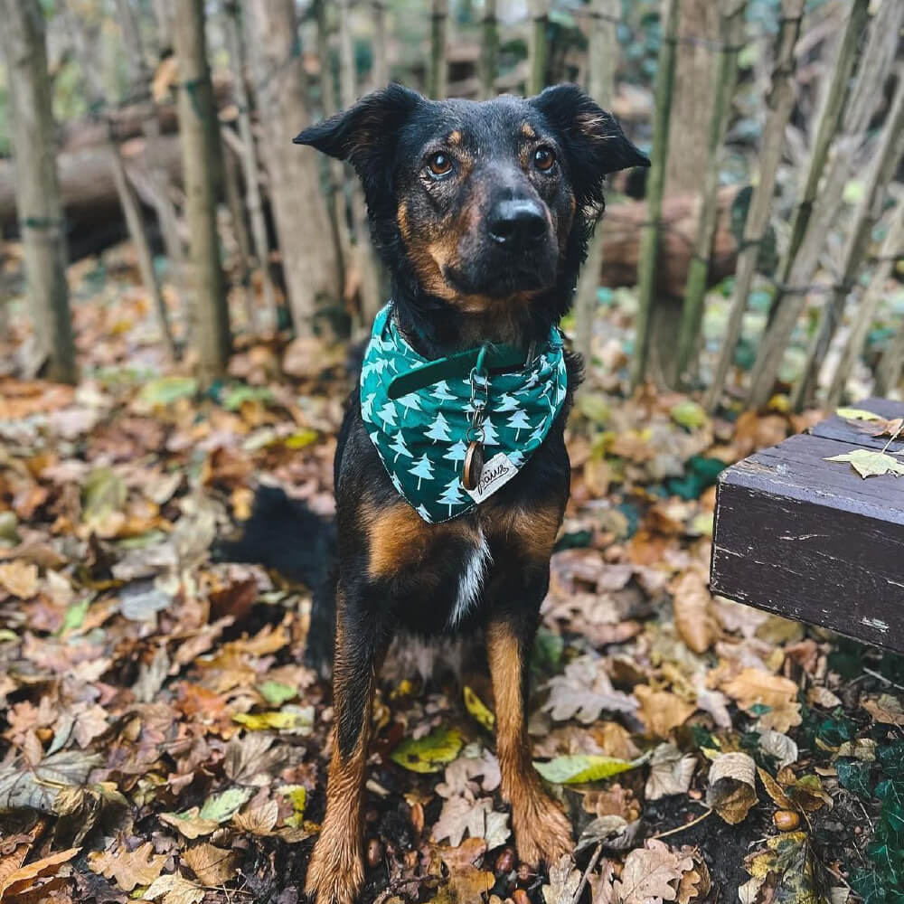 The Paws Bandana | Rainier