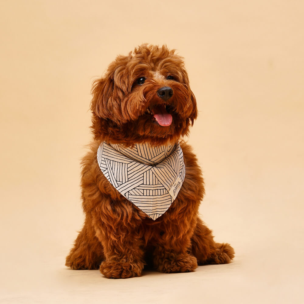 The Paws Bandana | Tumble