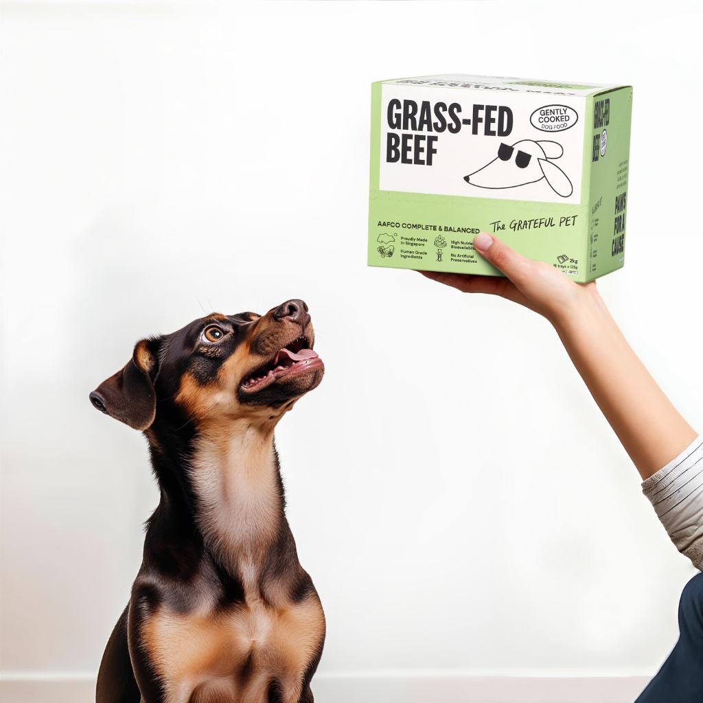 Dog looking at a box of 'Grass-Fed Beef' pet food with a person's hand holding the box.