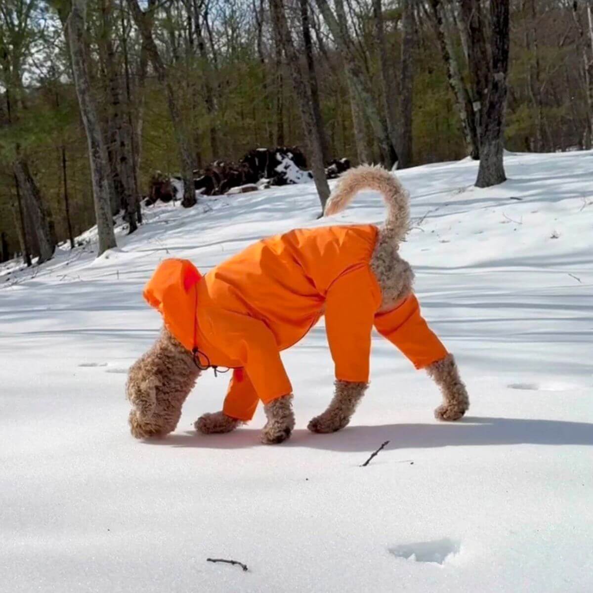 A poodle wearing the Wagwear Nylon Coverall Raincoat in orange against a snowy background.