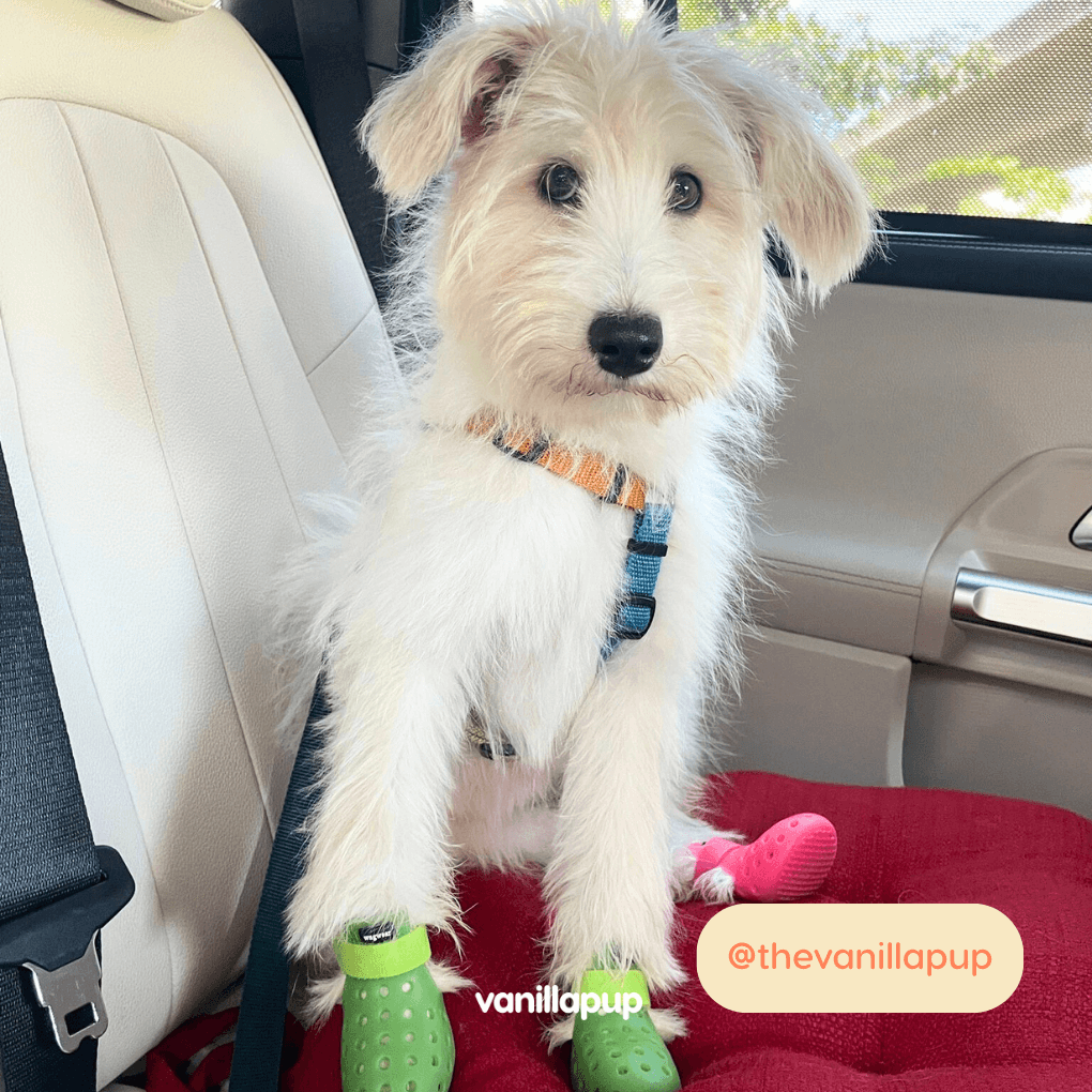 WagWellies® Mojave