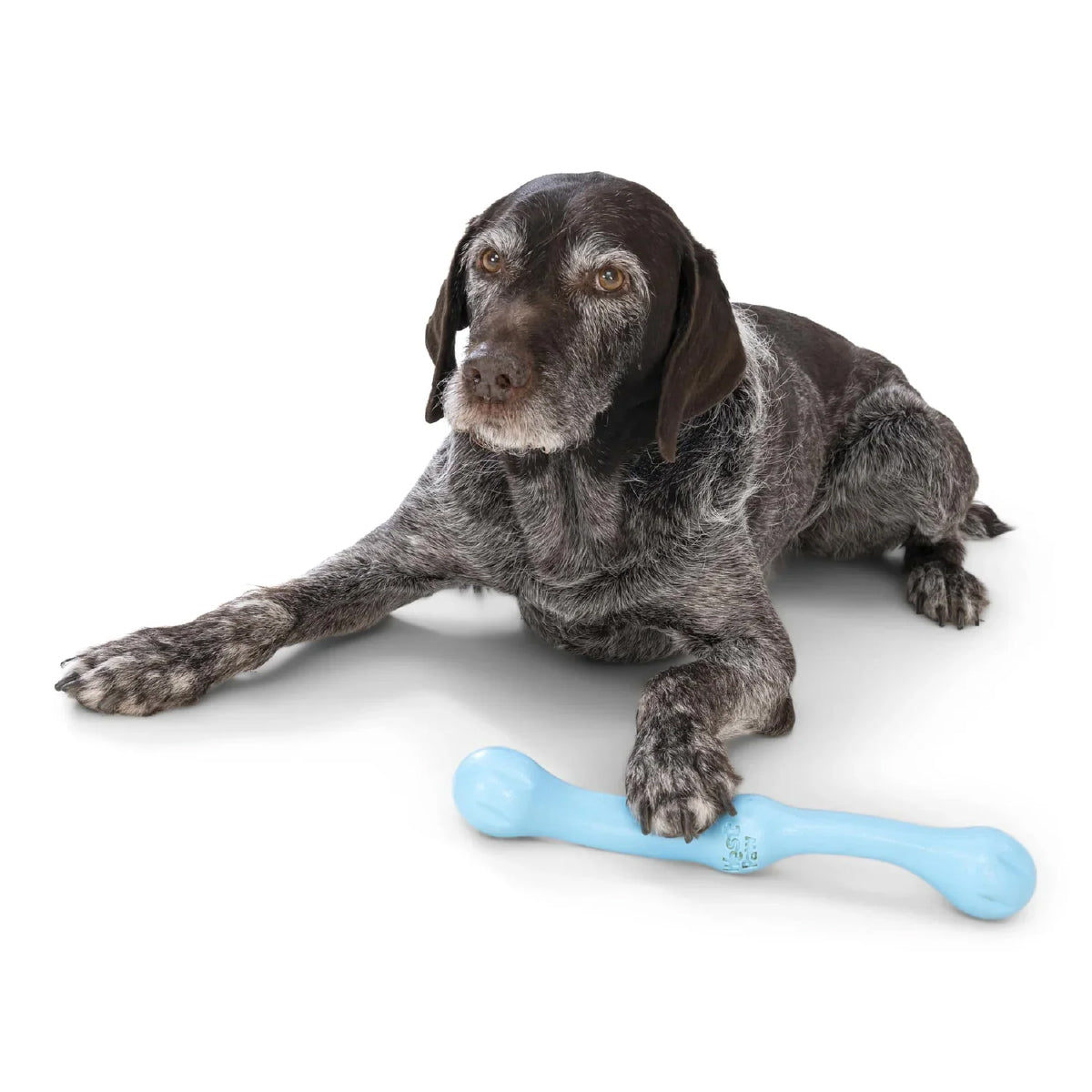 West Paw Zogoflex Echo Zwig Fetch Toy