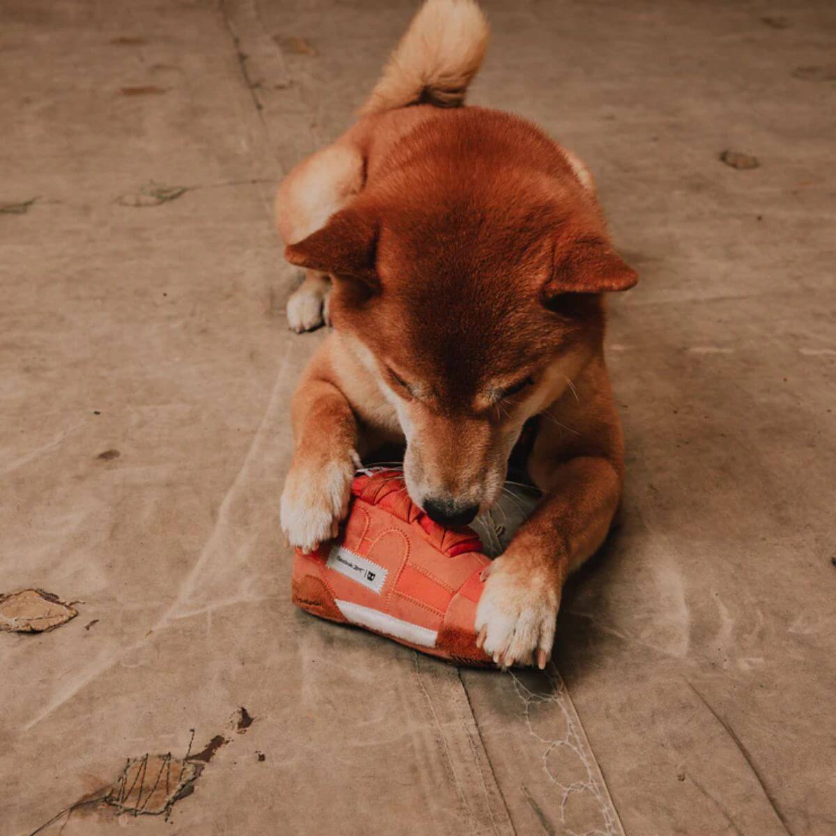 A shiba with the Zee.Dog x Reebok Workout Plush.