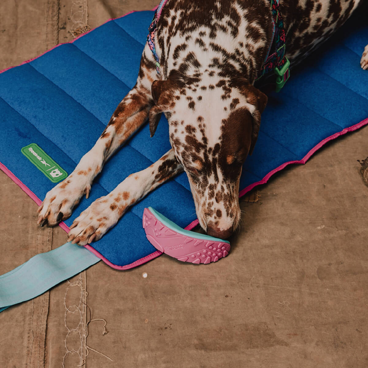 Zee.Dog x Reebok Boomerang Toy