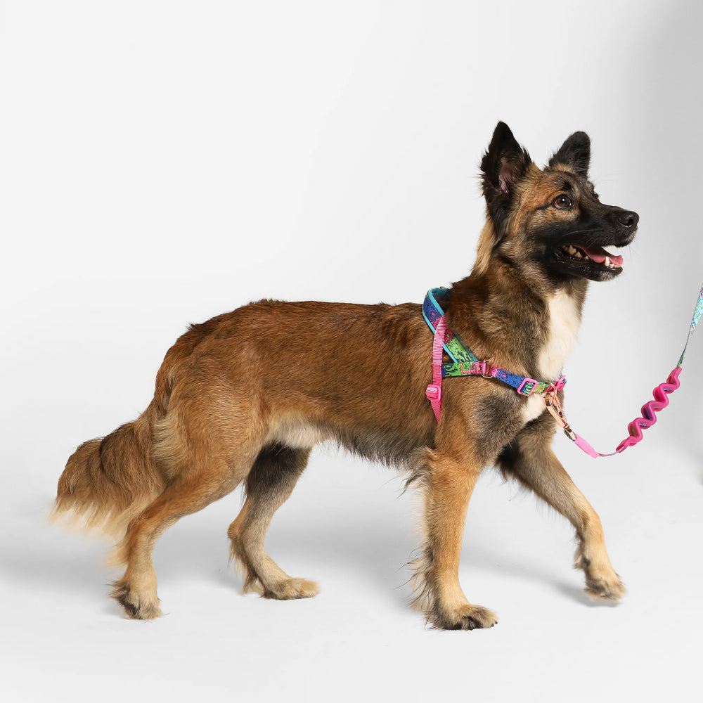 Zee Dog Softer Walk Harness | Melted