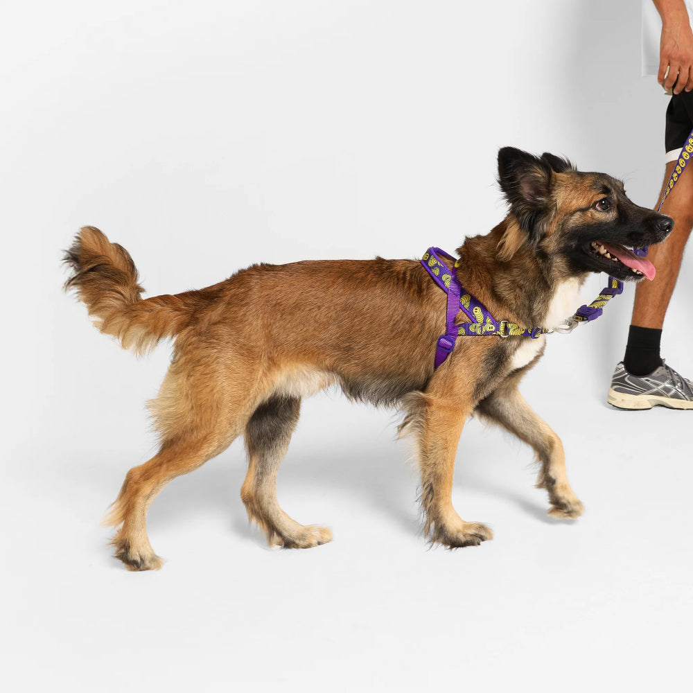 Zee Dog Softer Walk Harness | Zmiley