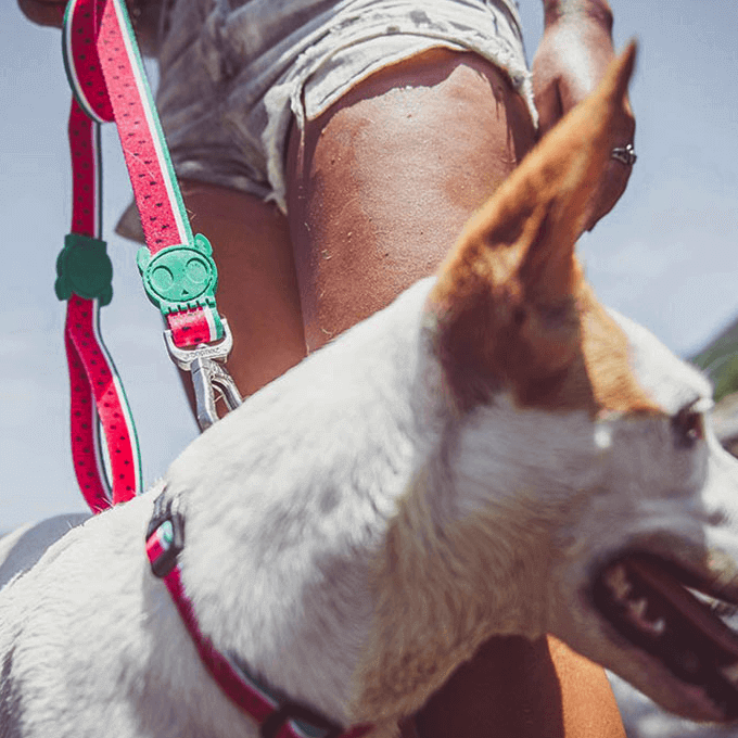 Zee.Dog Collar | Lola