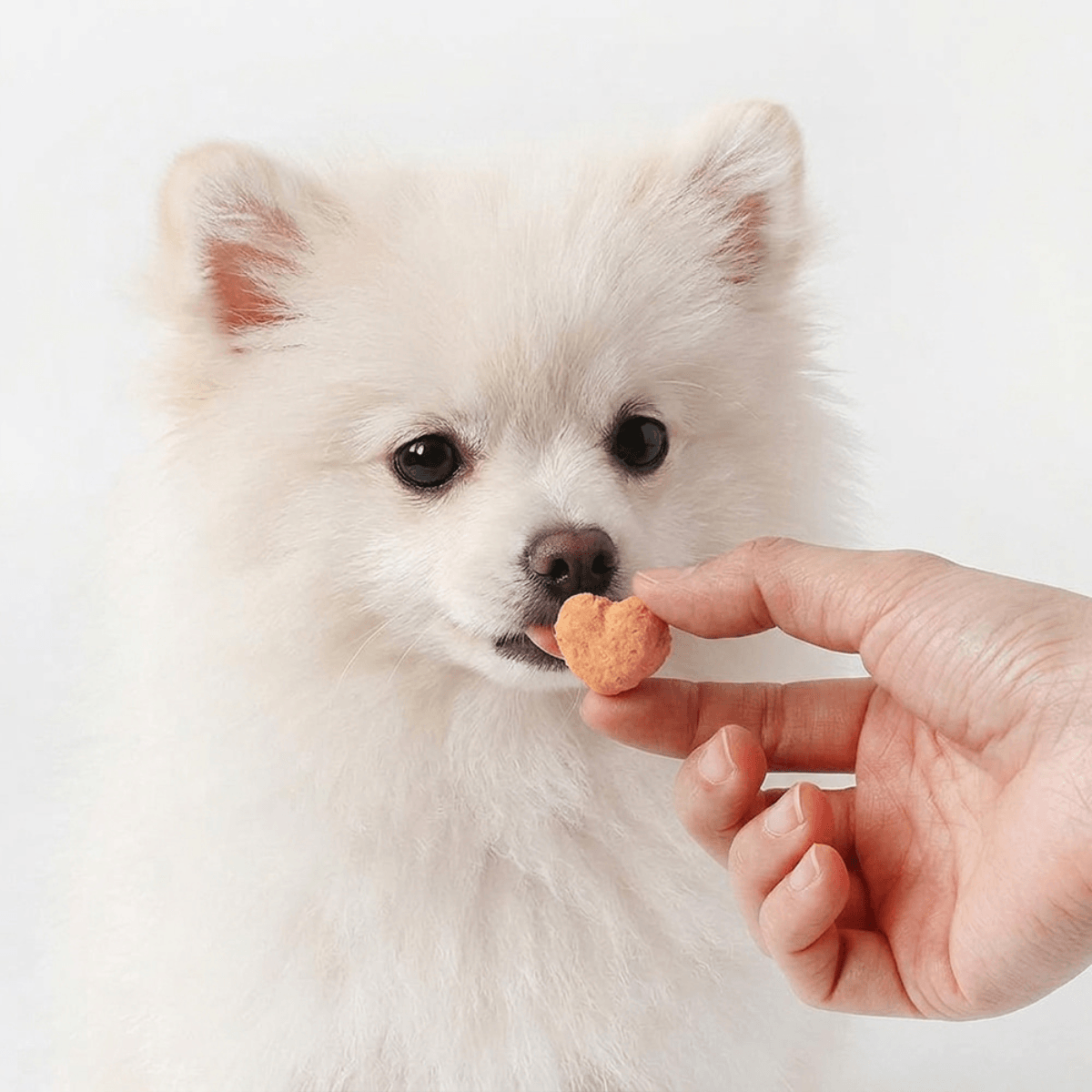 A pomeranian eating the Arlo Kitchen Goat Milk Propolis treats. 