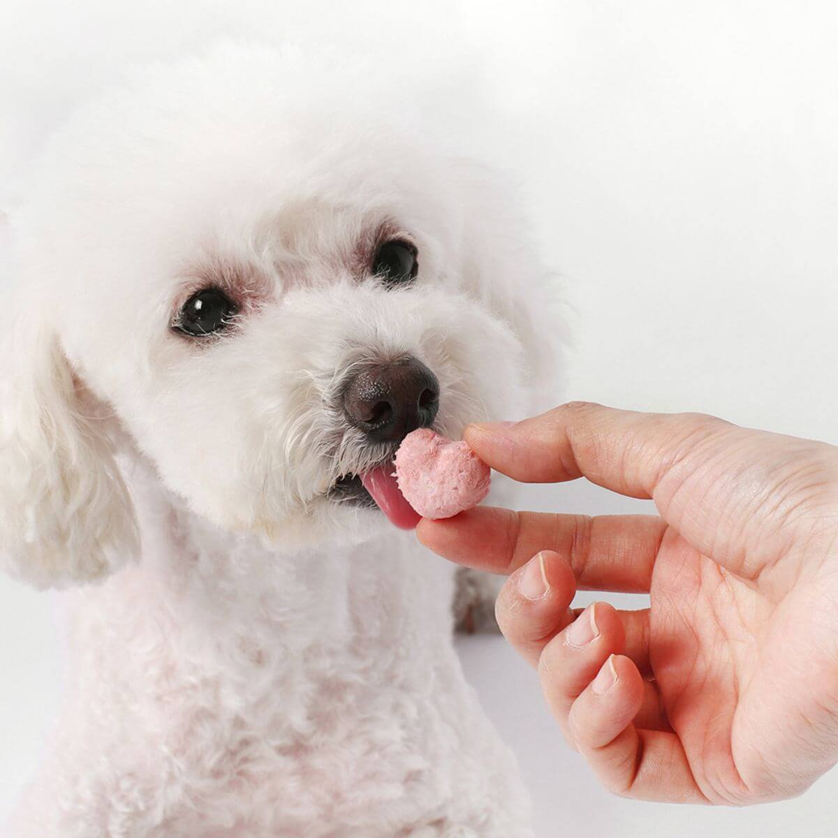 A white poodle having a taste of the Arlo Kitchen Oneday Yogurt Strawberry and Beet against a white background.