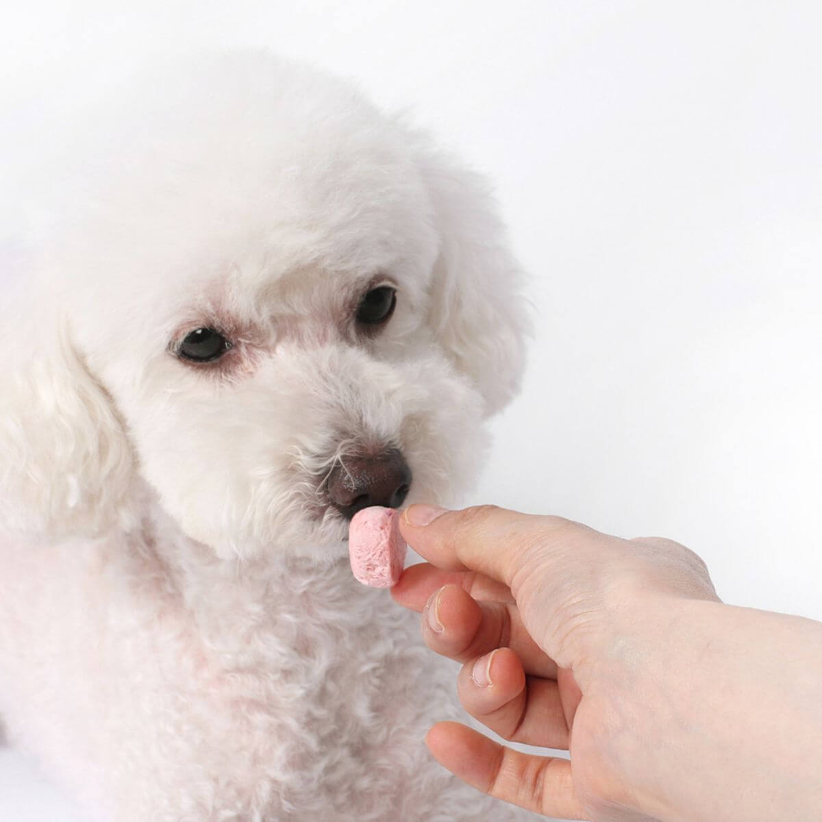 A white poodle sniffing out the Arlo Kitchen Oneday Yogurt Strawberry and Beet against a white background.
