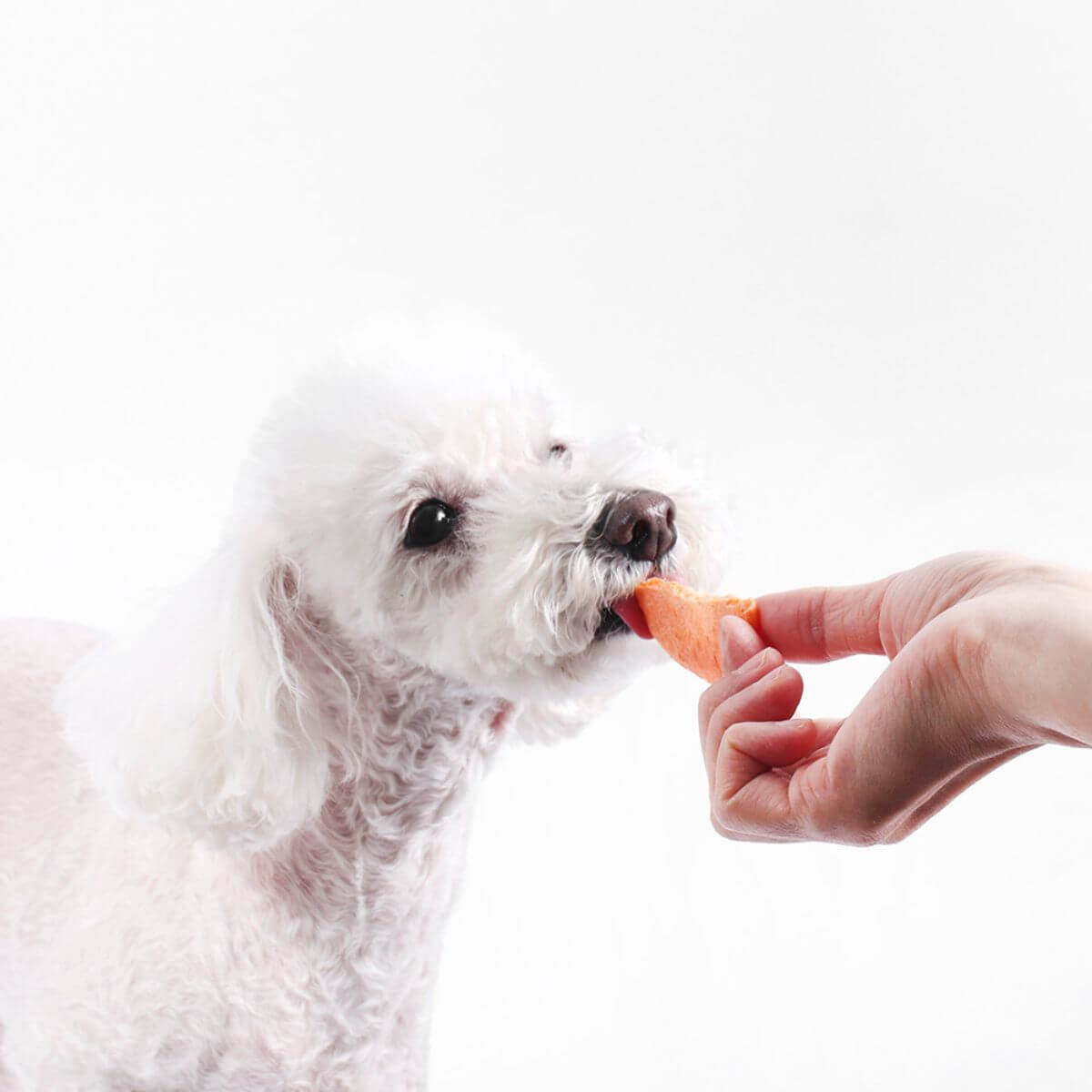 A white poodle eating the pumpkin chip from the Arlo Kitchen Veggie Chips Mix.
