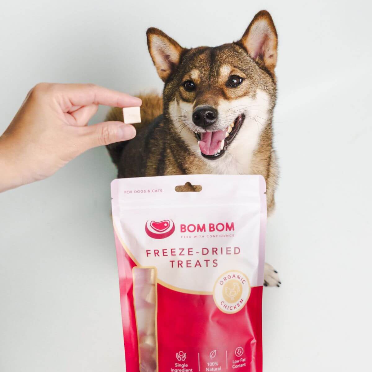 a dog looking at the bom bom freeze dried treats chicken.
