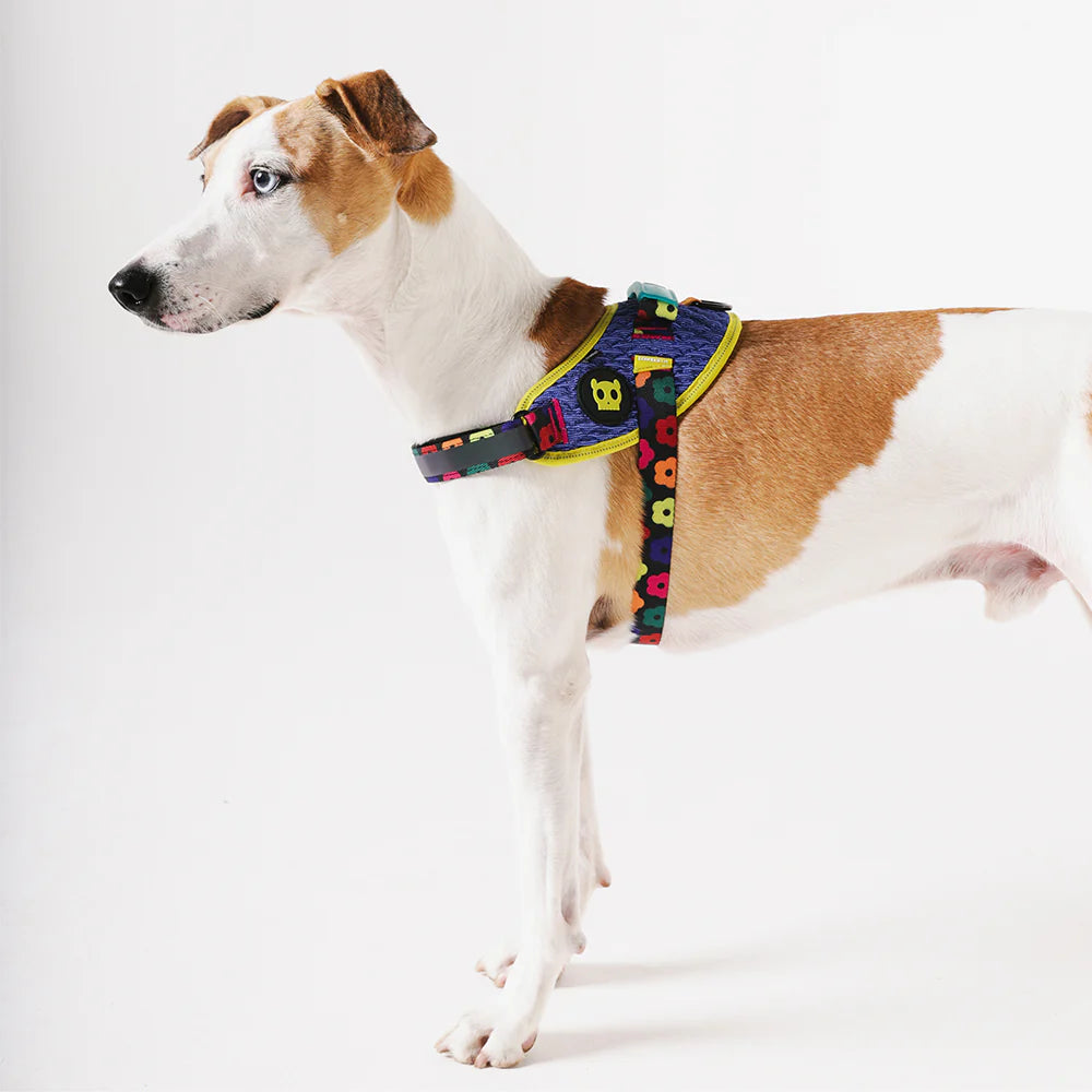Zee.Dog FlyHarness | Samba
