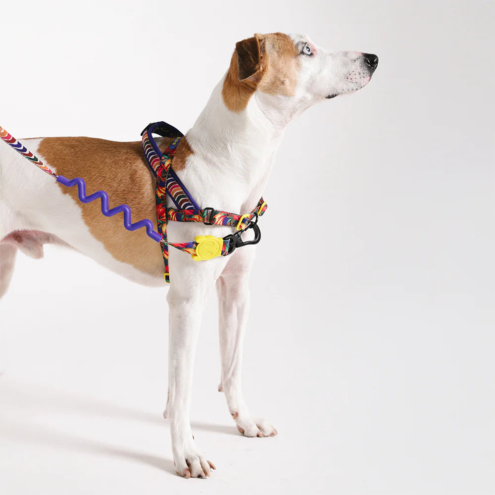 Zee Dog Softer Walk Harness | Samba