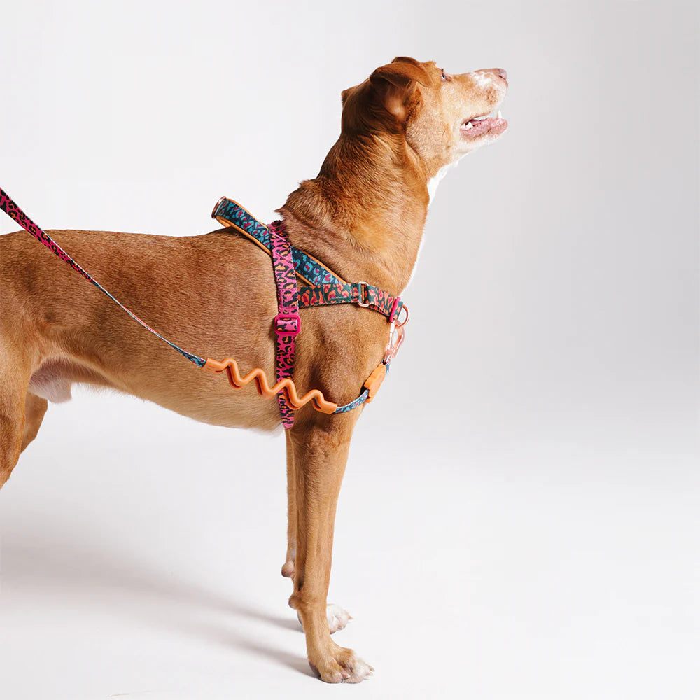 Zee Dog Softer Walk Harness | Selva