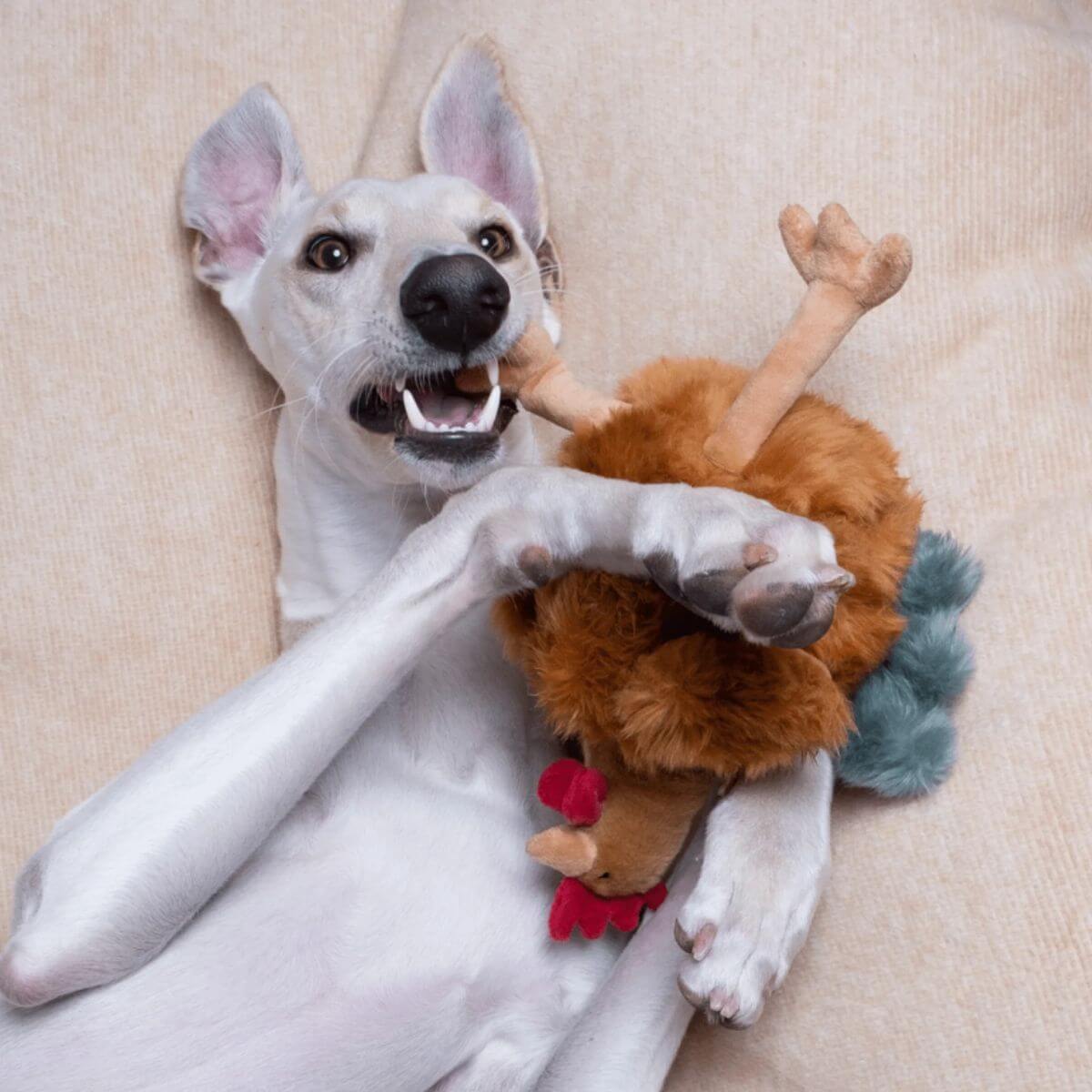A cream dog playing with the Fluff and Tuff Chandler Chicken on its back.