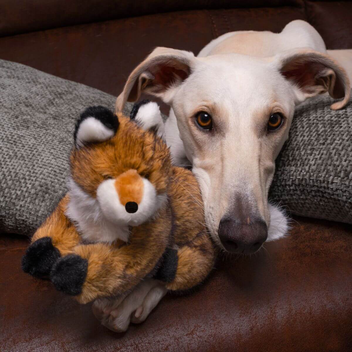 A cream labrador with a the Fluff and Tuff Jasper Fox.
