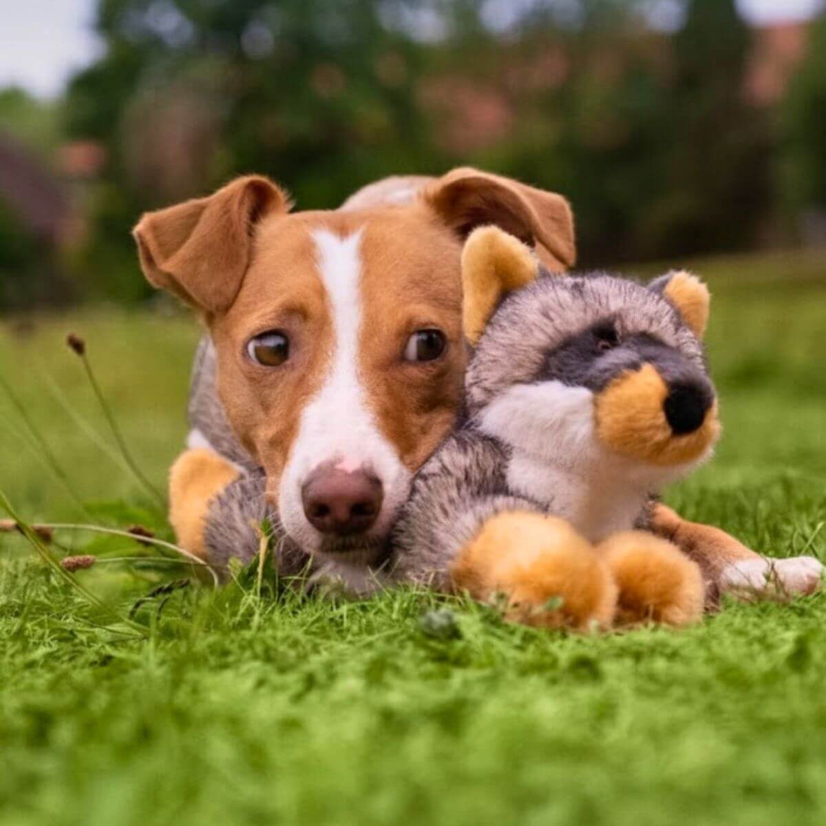 A dog cuddling the Fluff & Tuff Sterling Fox outdoors on the grass.