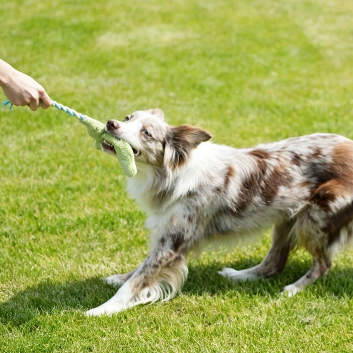 An aussie shepherd tugging on the gigwi plush friendz crocodile with rope tail in a field.