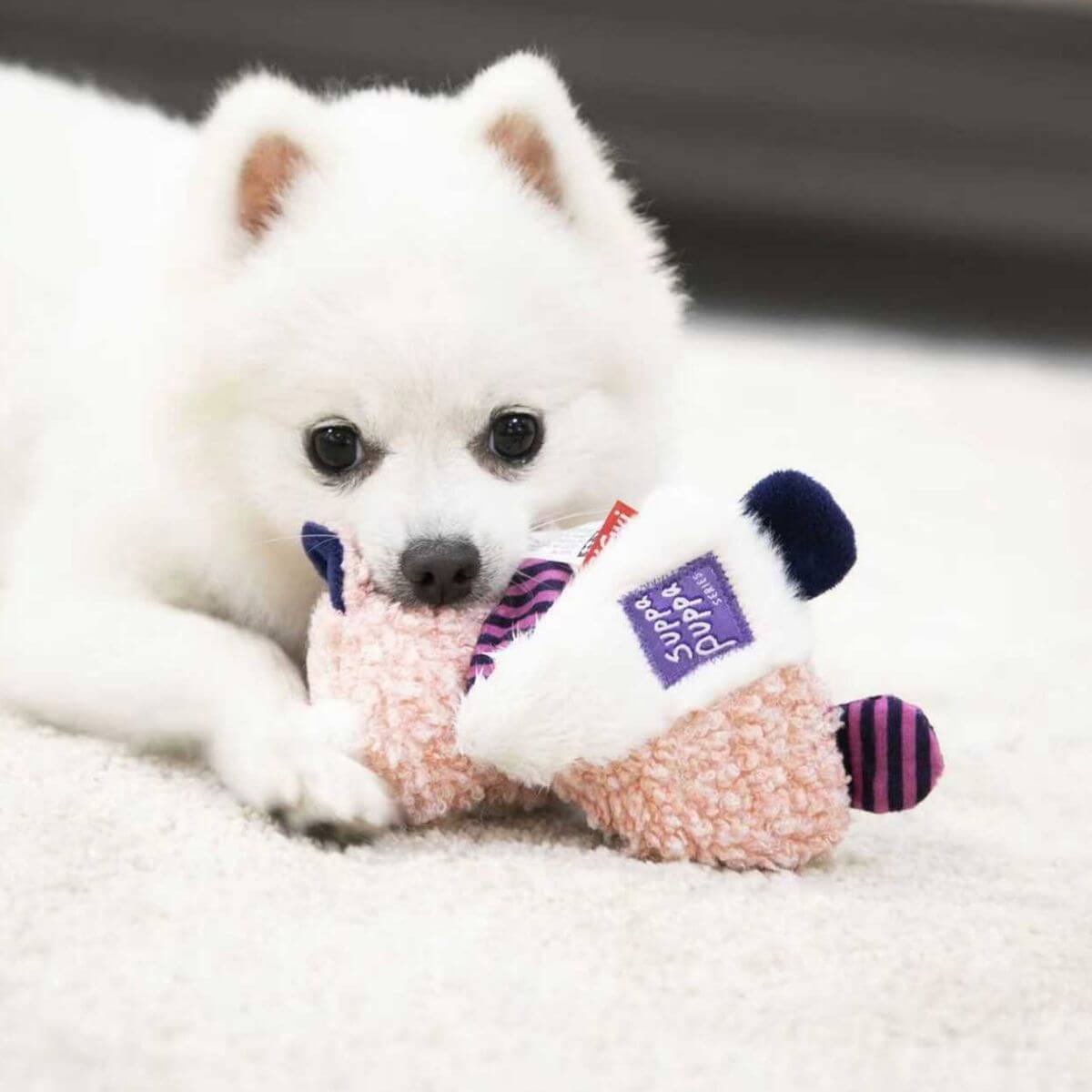a pomeranian playing with the gigwi suppa puppa fox.