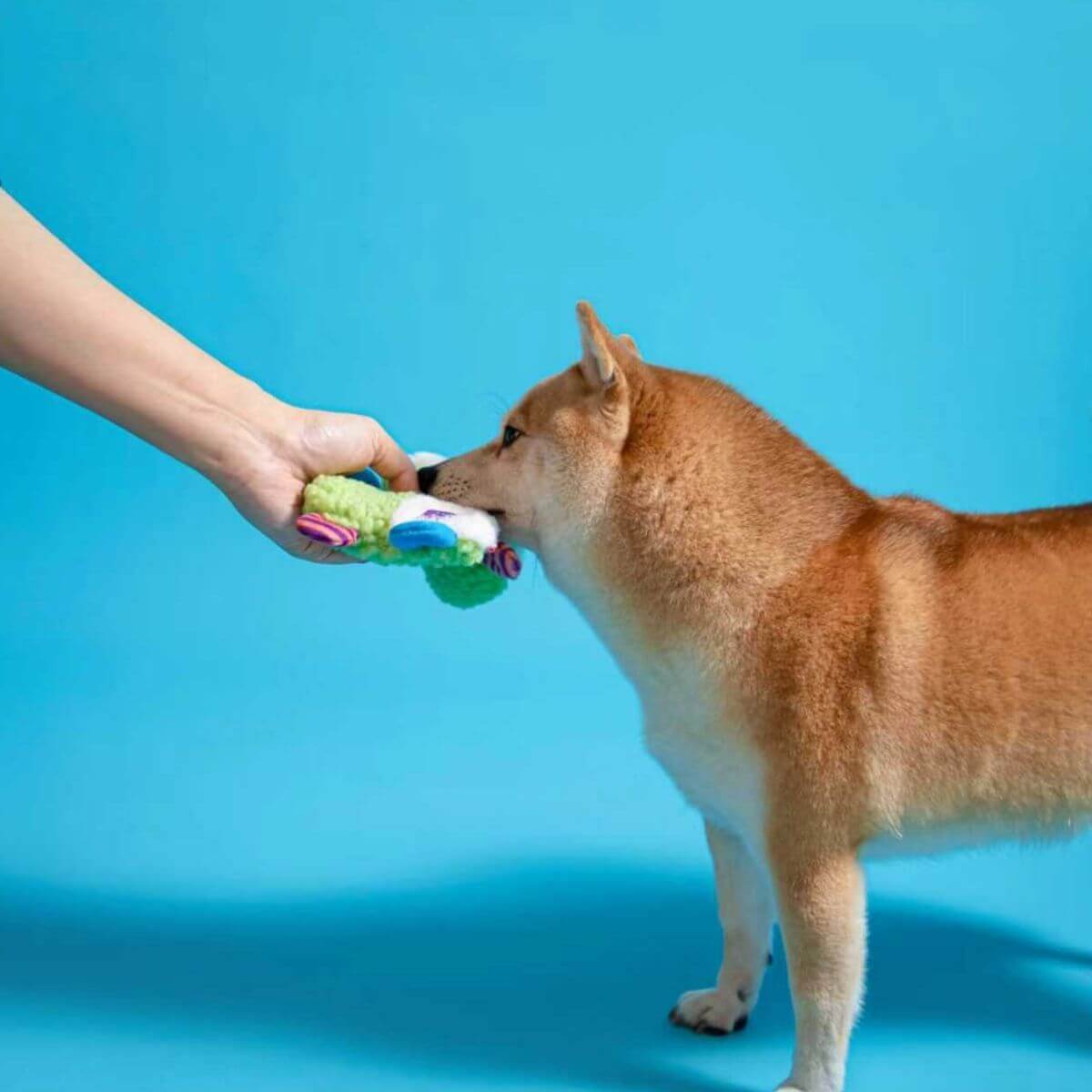 a shiba playing with the gigwi suppa puppa frog against a blue background.