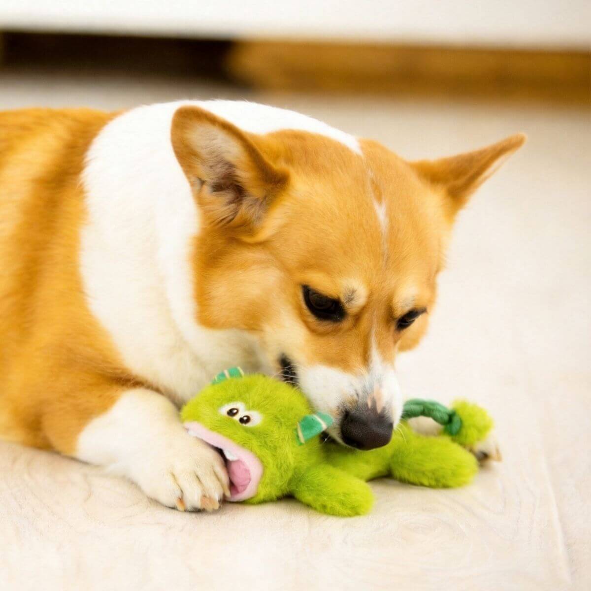 a corgi playing with the green wild hunter green monster.