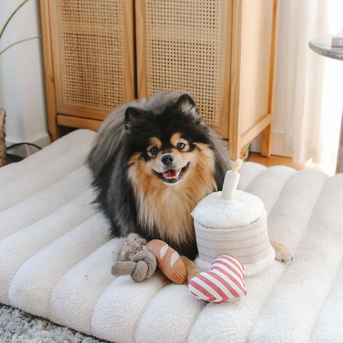 A pomeranian with the Lambwolf birthday cake and its contents on a couch.