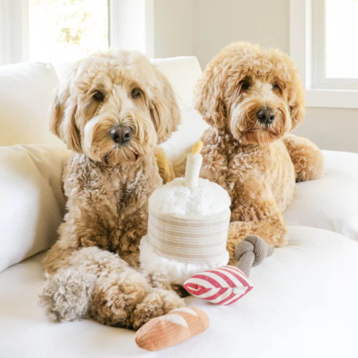 Two doodles with the Lambwolf birthday cake and its contents on a couch.