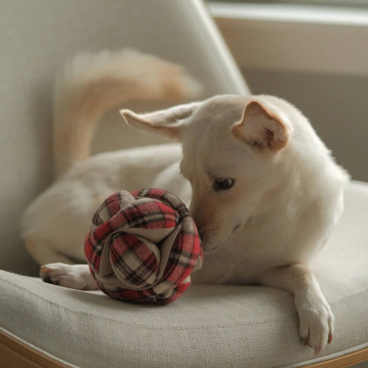 Dog sniffing the Lambwolf Flannel Monti.