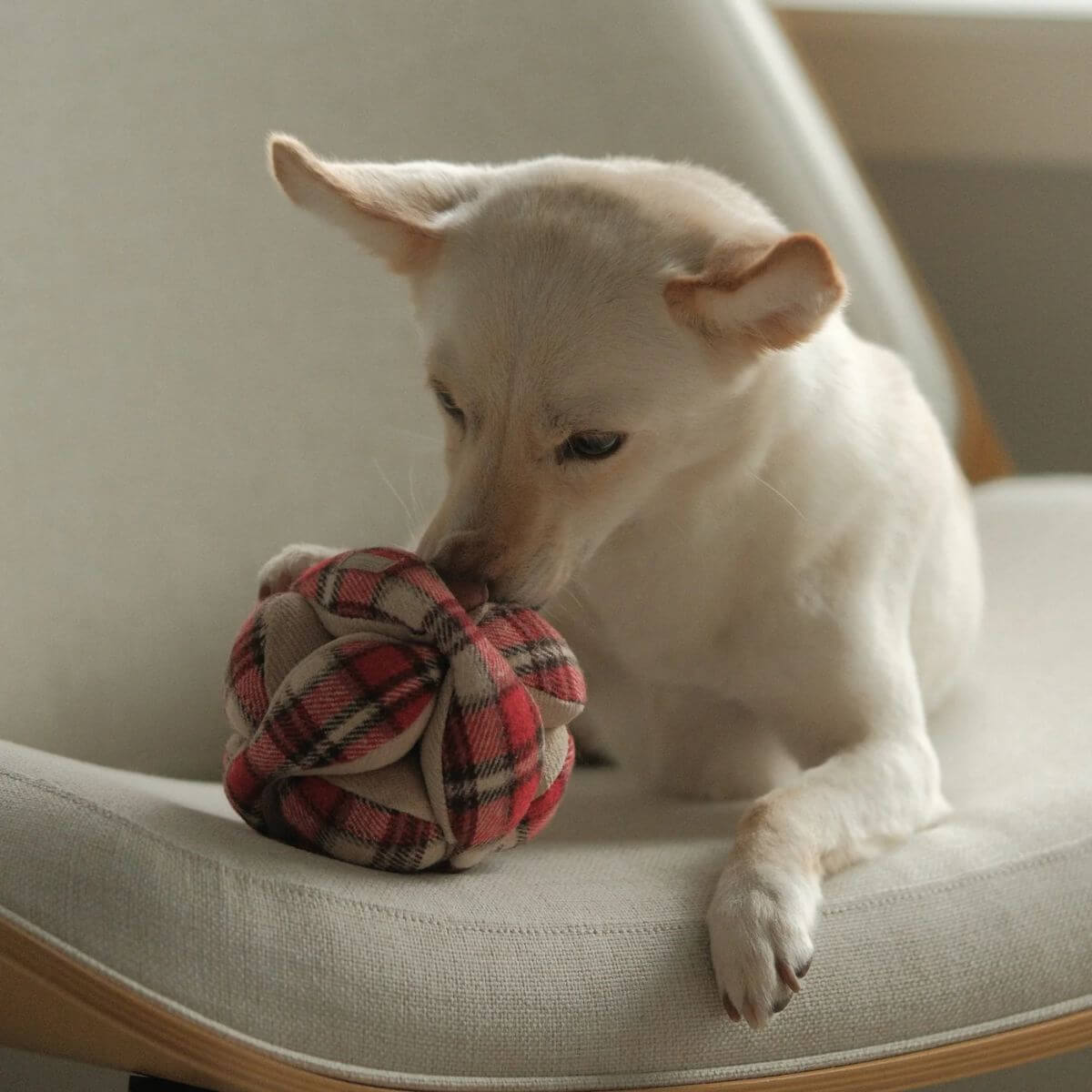 Dog interacting with the Lambwolf Flannel Monti.