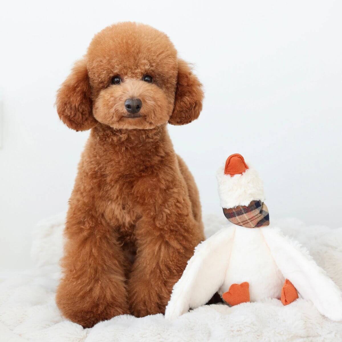 A brown poodle standing next to Lambwolf Gus Goose. 
