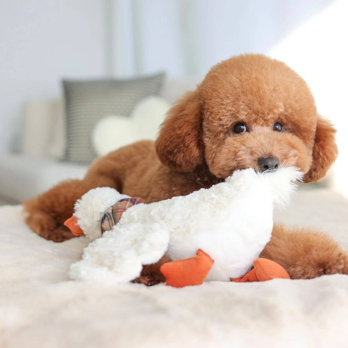 A brown poodle with Lambwolf Gus Goose.