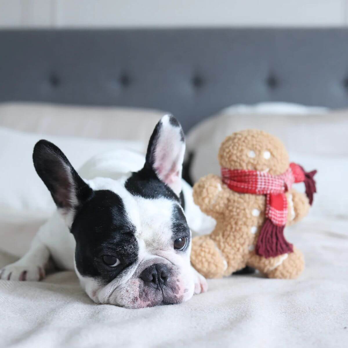 A french bulldog with the Lambwolf Mister Gingerbread on a bed.