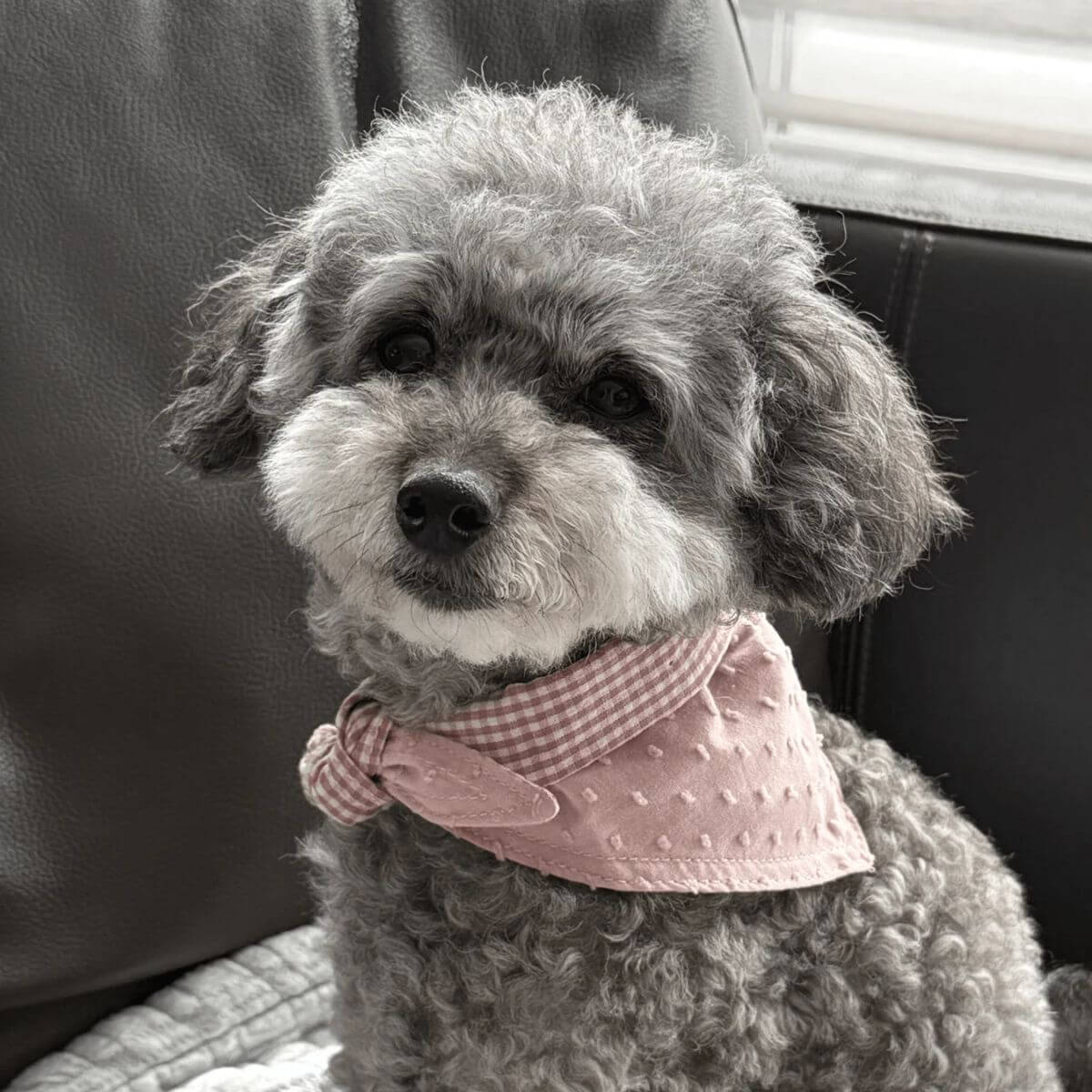 lambwolf reversible pink bandana on a grey poodle.
