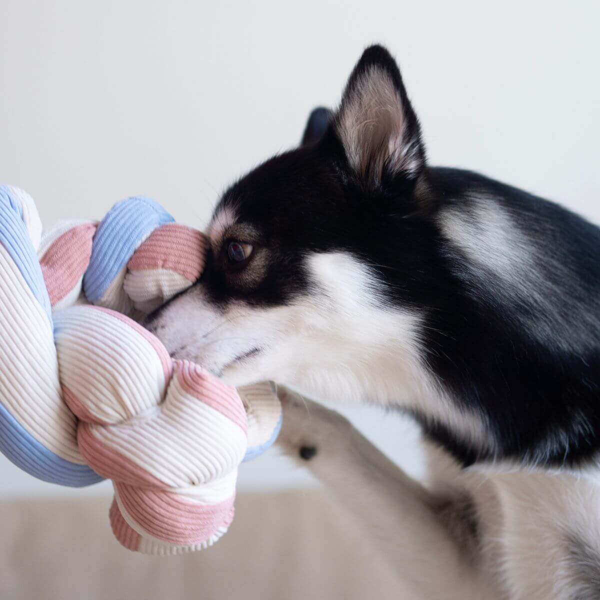 A dog sniffing out the Lunoji Udon Snuffle Blush Pink knotted with the Powder Blue.